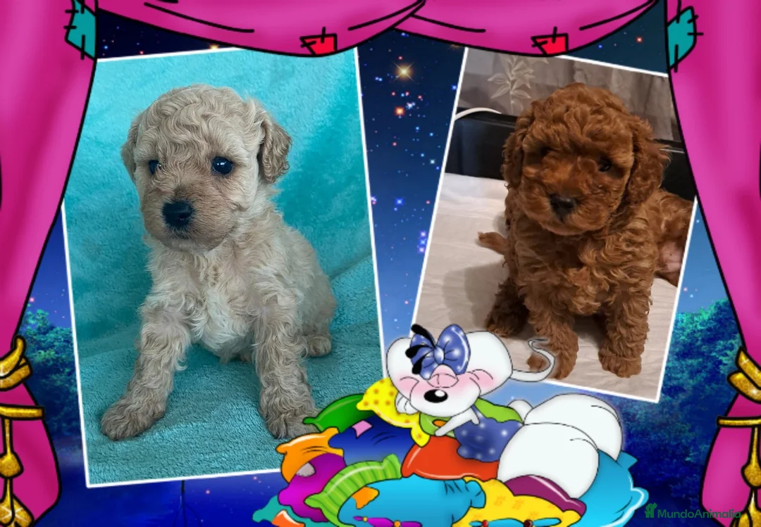 Caniche Toy perros en venta: Camada familiar de caniche toy - Anuncio 1