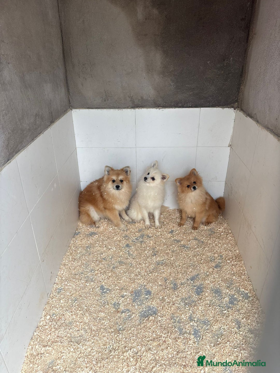 Pomerania perros en venta: OPORTUNIDAD Pomerania 6 meses Machos - Anuncio 4