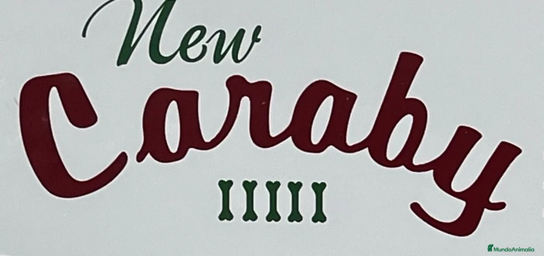 Pomerania perros en venta: Pomerania Caraby Benidorm  - Anuncio 9