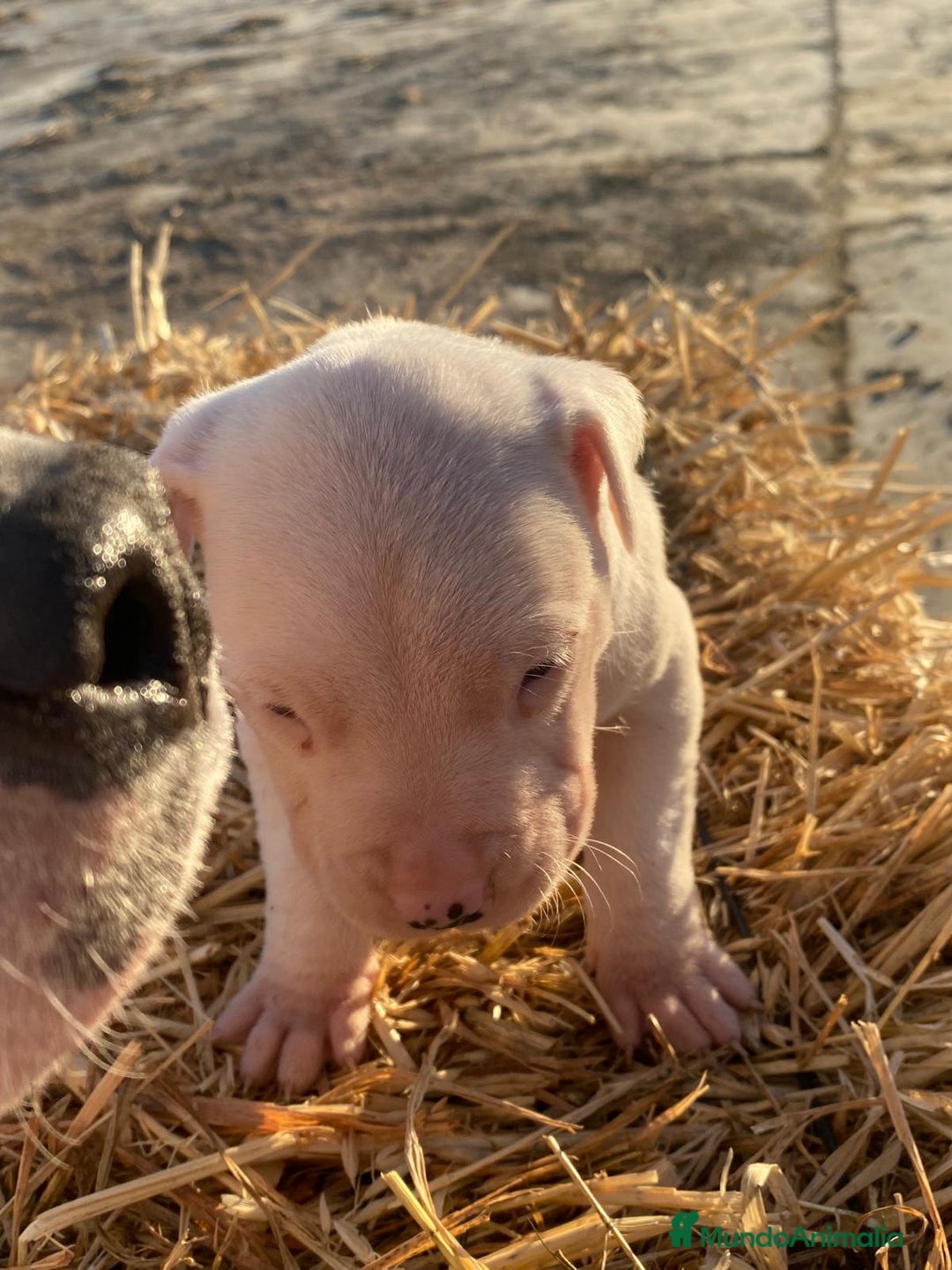Dogo Argentino perros en venta: cachorros de Dogo Argentino un espectaculo - Anuncio 5