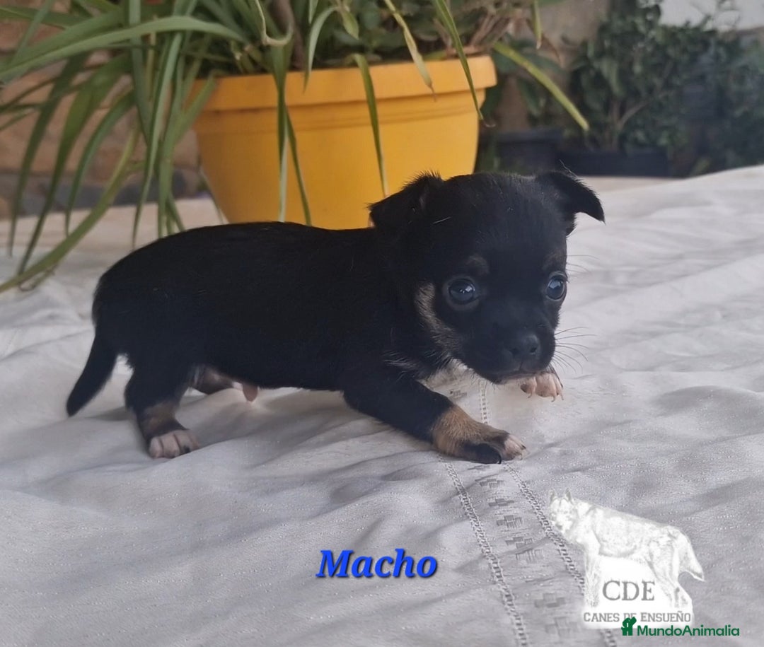 Chihuahua perros en venta: Chihuahuas toy negro/tricolor - Imagen 2