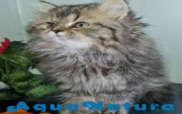 Persa gatos en venta: Persa Hembra Virgi 7727 AQUANATURA - Imagen 6