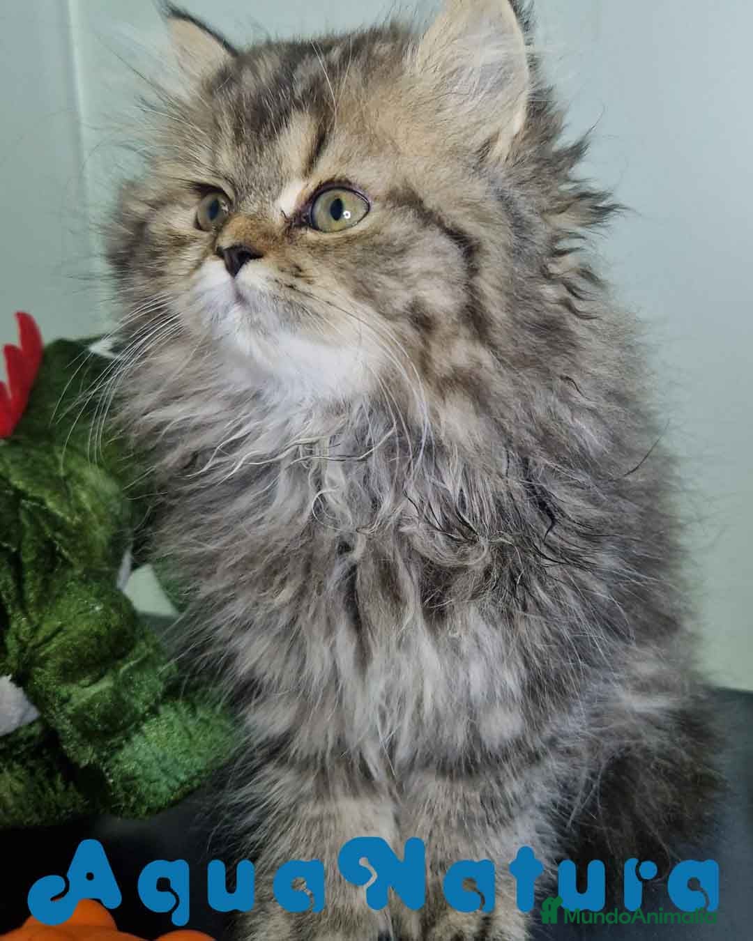 Persa gatos en venta: Persa Hembra Virgi 7727 AQUANATURA - Imagen 6