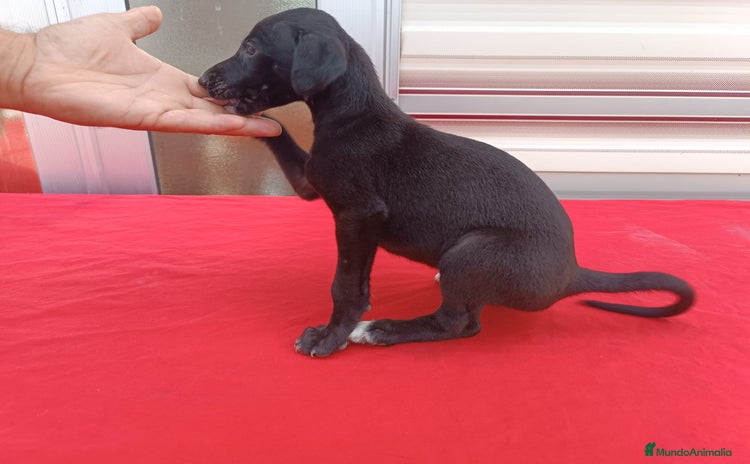 Galgo Español perros - Anuncio 1