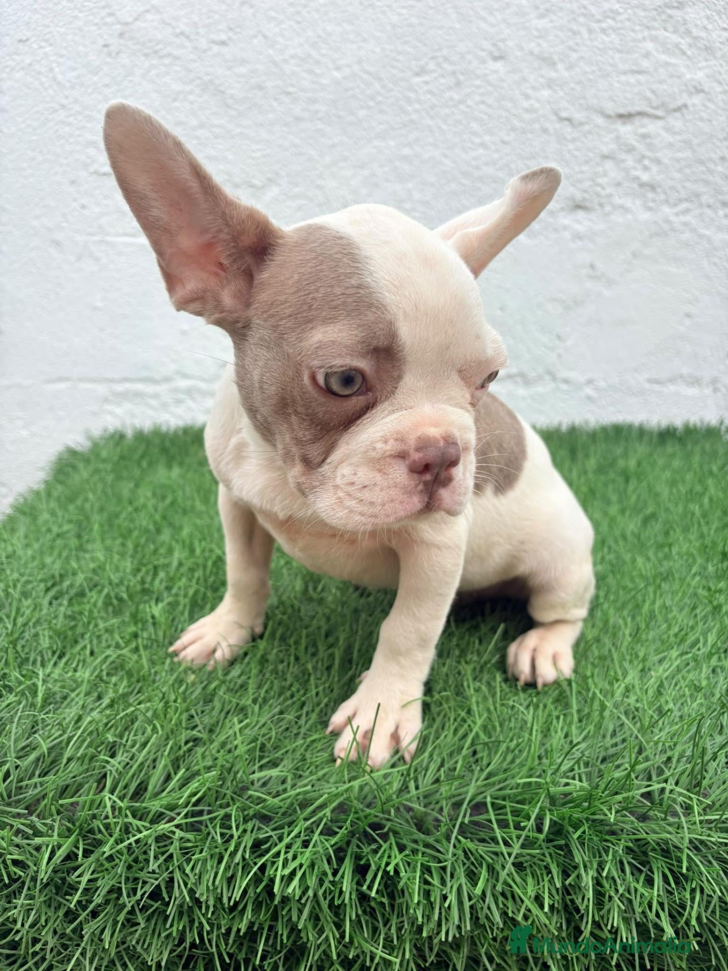 Bulldog Francés perros Bulldog frances  - Anuncio 2