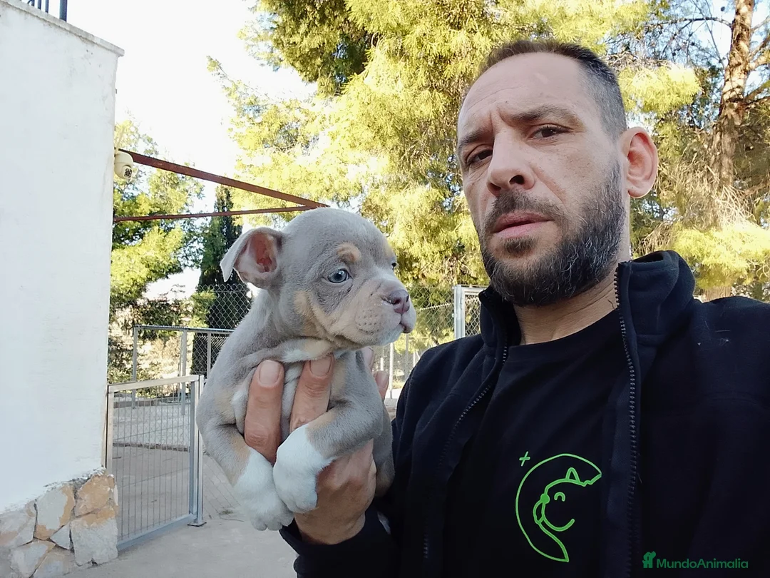 American Bully perros en venta: American Bully Pocket Exótic - Anuncio 3