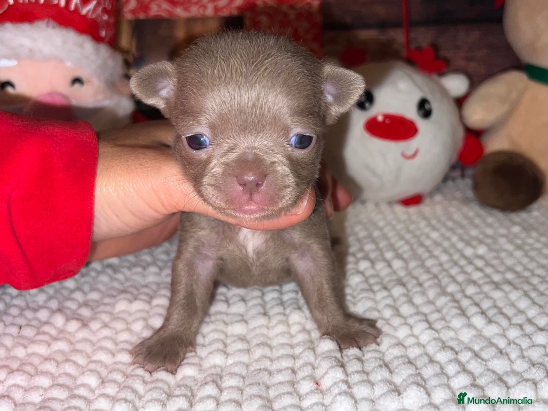 Chihuahua perros en venta:  PRECIOSA CHIHUAHUA LILAC TOY  - Anuncio 2