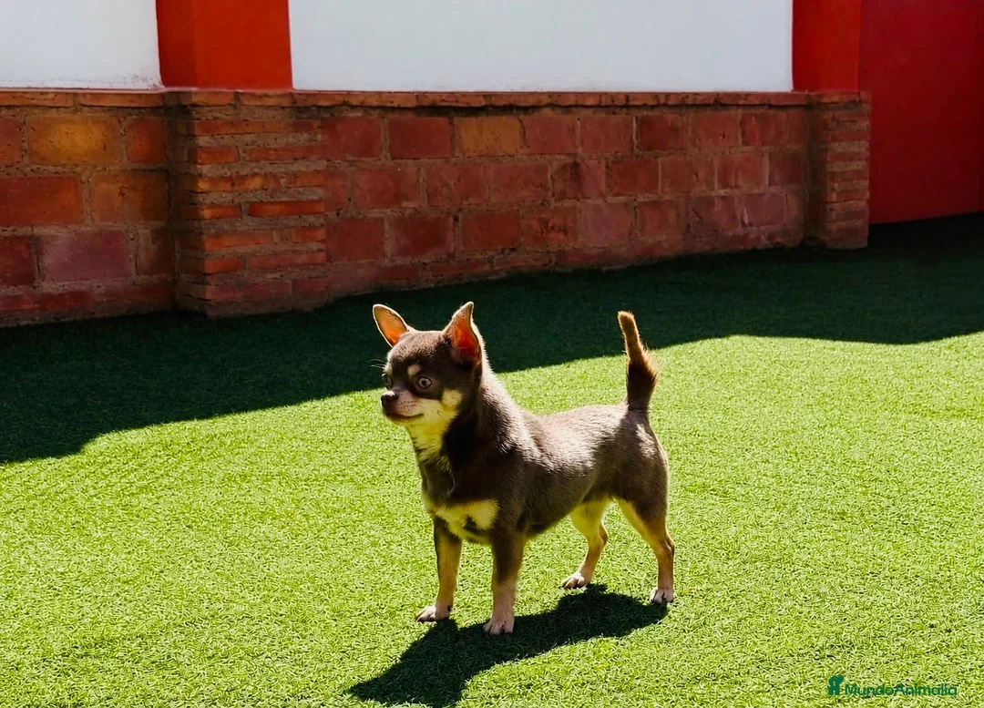 Chihuahua perros en venta: chihuahua  - Anuncio 1