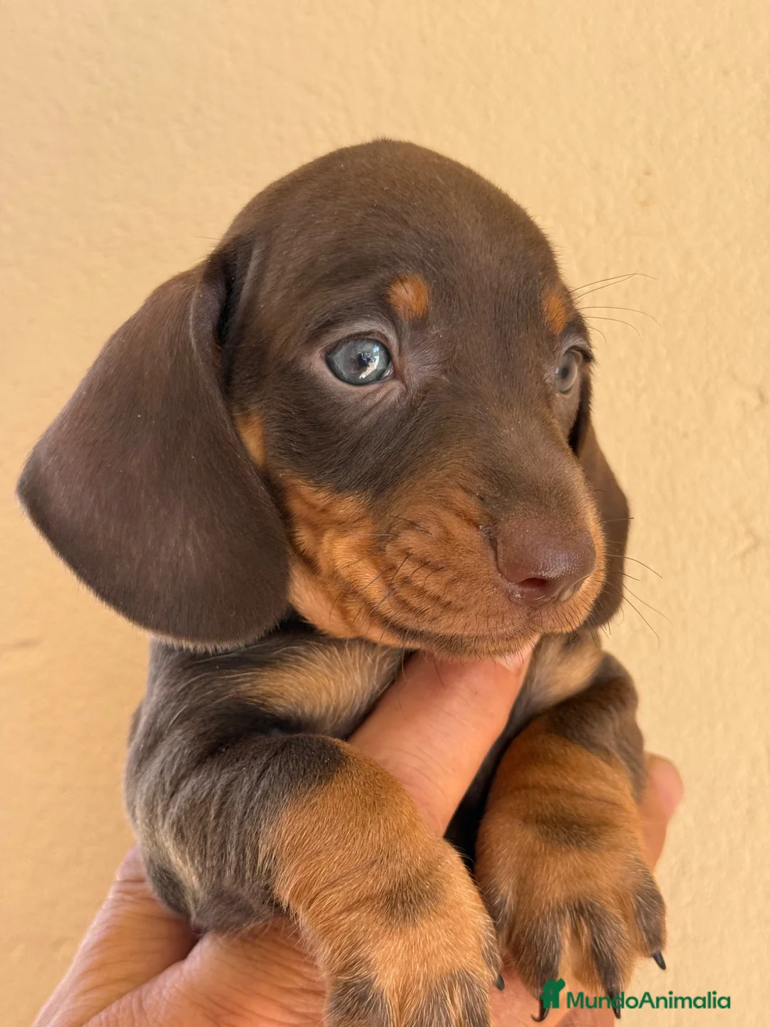 Teckel Miniatura perros en venta: Teckel miniatura  - Anuncio 1