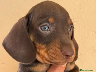 Teckel Miniatura perros Teckel miniatura - Anuncio 1