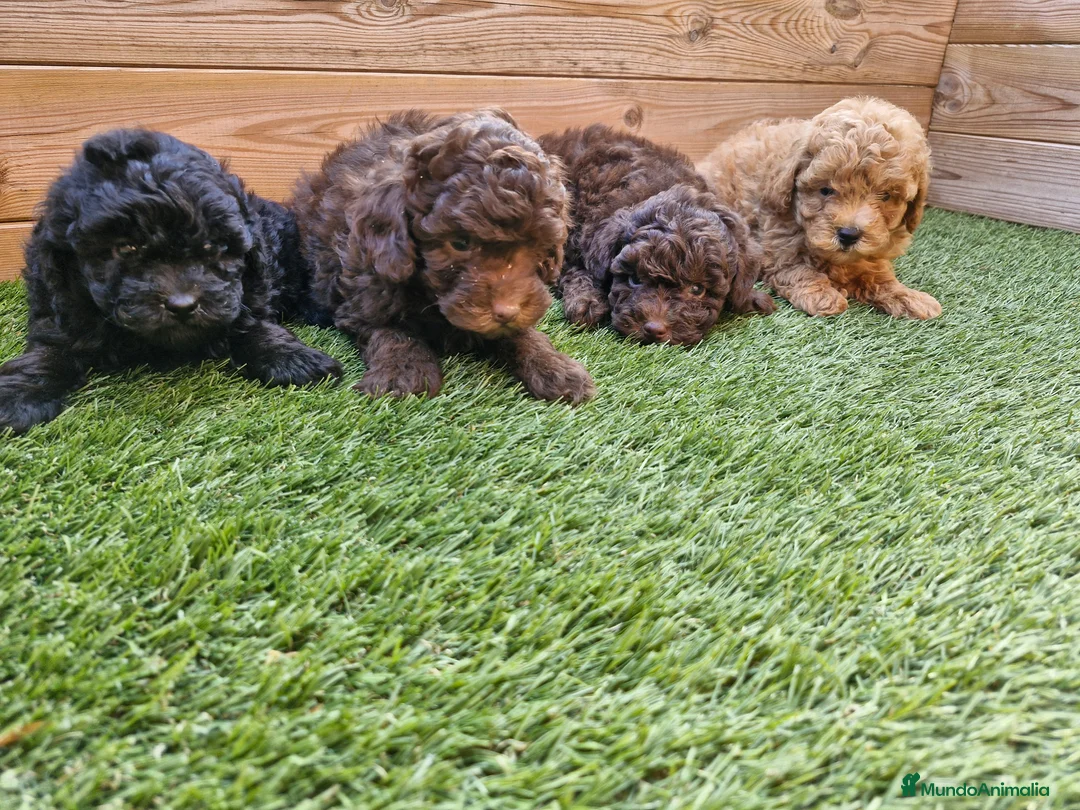 Caniche Toy perros en venta: CANICHES en Barcelona - Anuncio 2