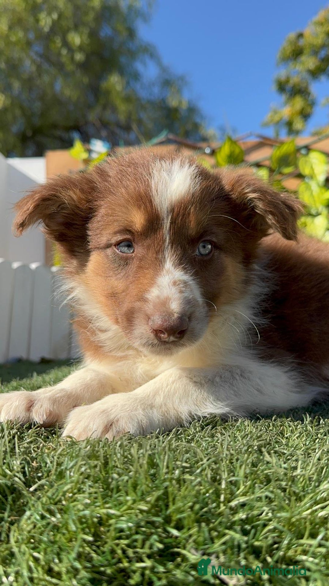 Border Collie perros en venta: BORDER COLLIE HEMBRA - Anuncio 20