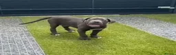 Cane Corso perros en venta: Cane corso - Anuncio 5