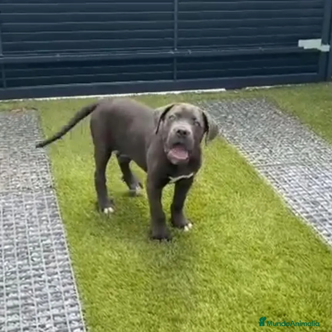 Cane Corso perros en venta: Cane corso - Anuncio 5