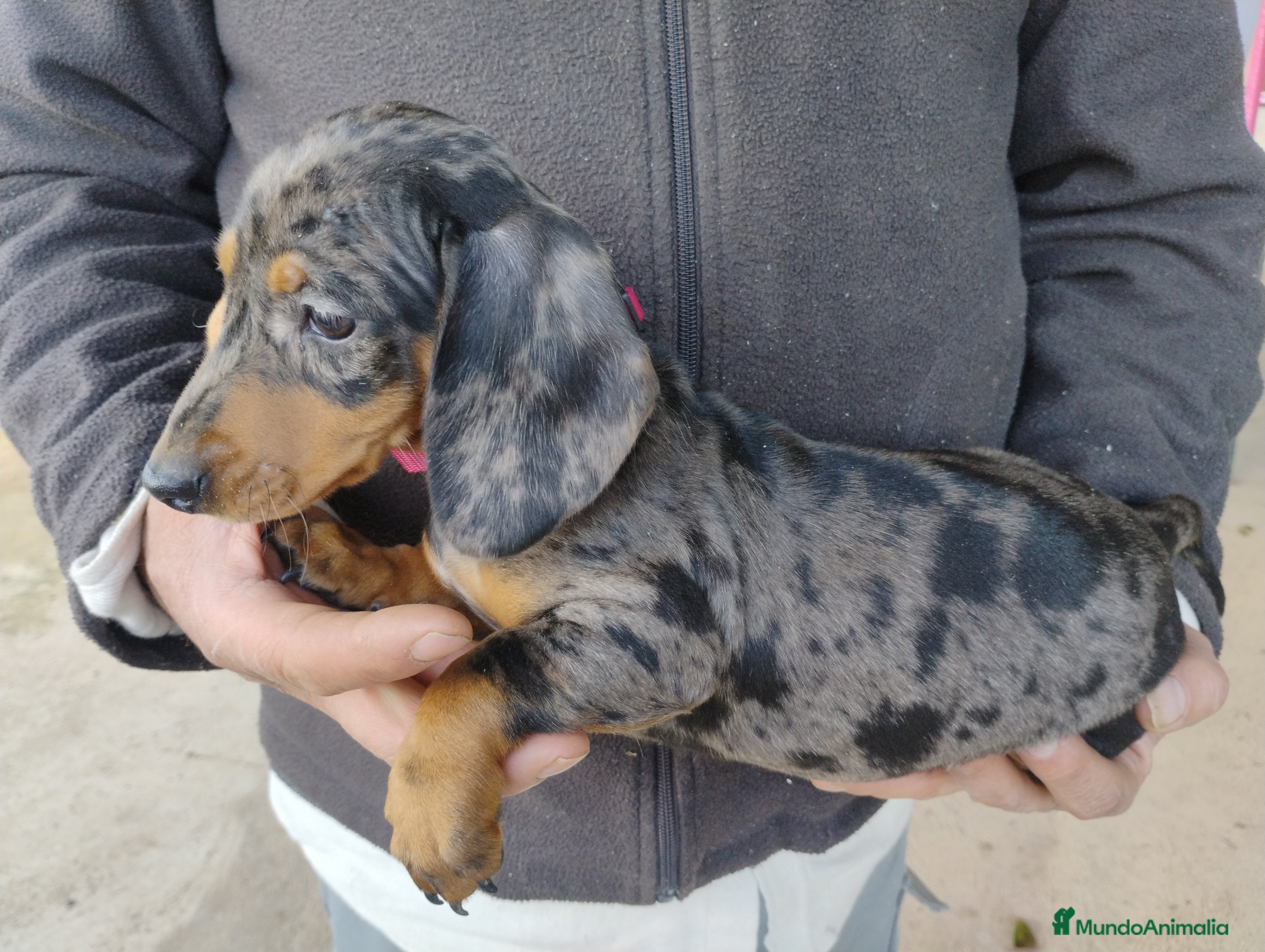 Teckel Miniatura perros Hembra teckel arlequín plata miniatura  - Anuncio 12