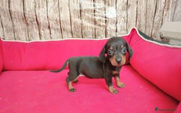 Teckel perros en venta: teckel kanichen - Imagen 1
