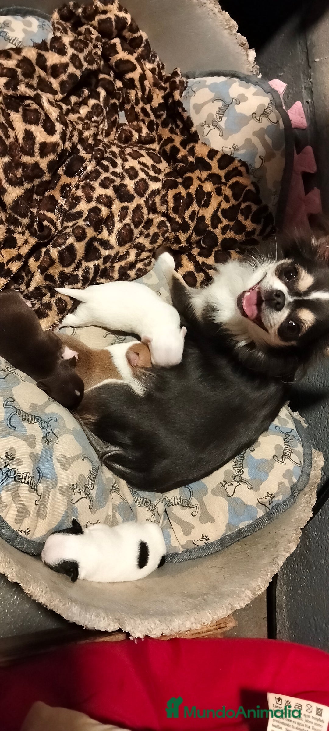Chihuahua perros en venta: Camada de chihuahuas - Imagen 5