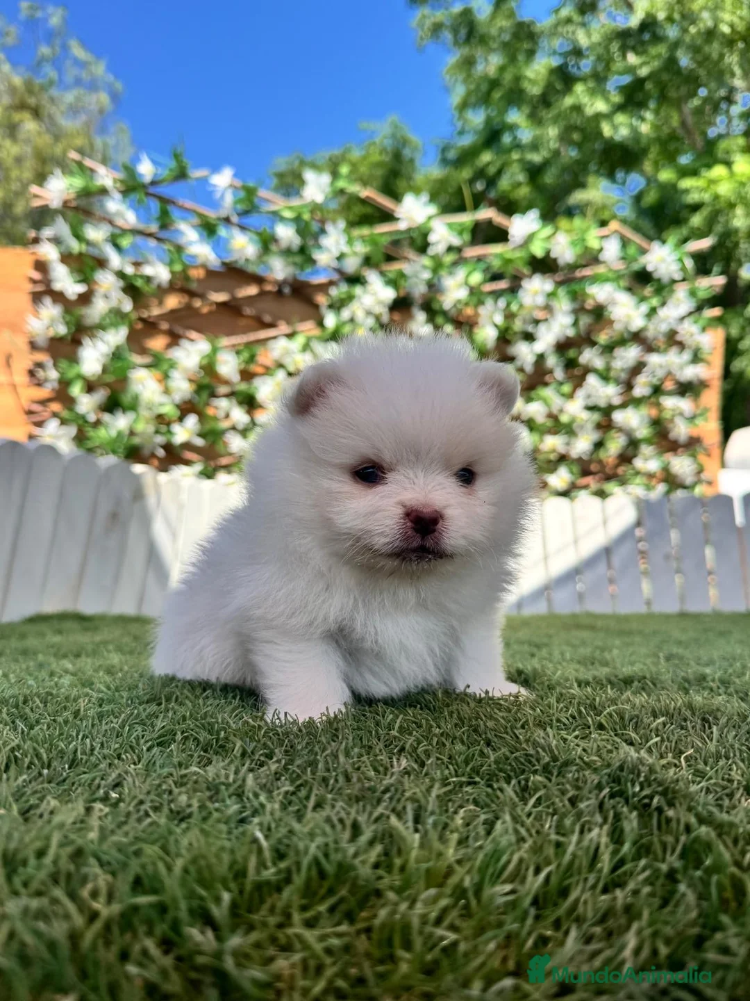 Pomerania perros en venta: POMERANIA - Anuncio 2
