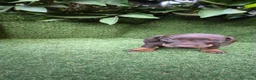 Teckel Miniatura perros en venta: camada teckel miniatura chocolates 3 machos  - Anuncio 12
