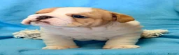 Bulldog Inglés perros en venta: Bulldog inglés macho  - Anuncio 7