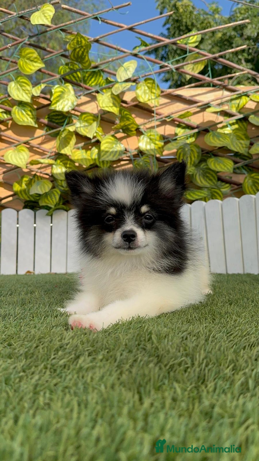 Pomerania perros en venta: POMERANIA HEMBRA - Imagen 4