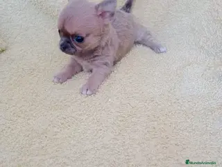Chihuahua perros preciosos chhihuahuas linea rusa - Anuncio 1