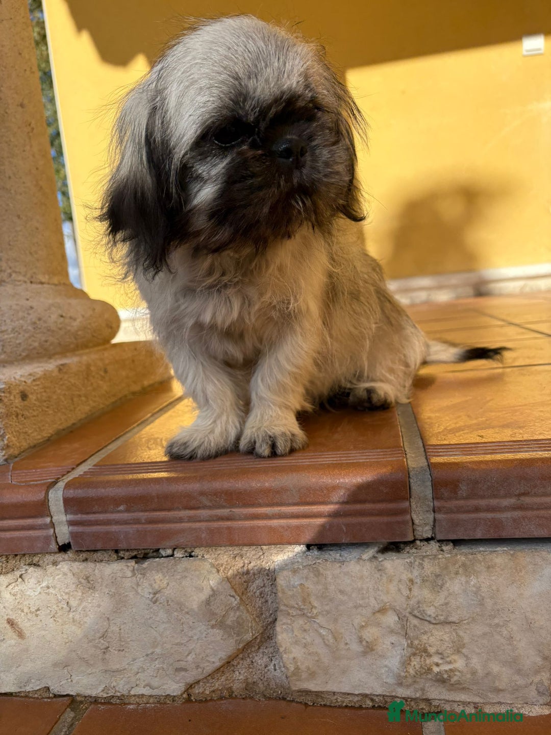 Pekinés perros en venta: Cachorro de pekinés imperial hembra  - Anuncio 14
