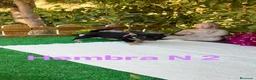 Shiba Inu perros en venta: Shiba Inu rojos y negros preciosos  - Anuncio 2