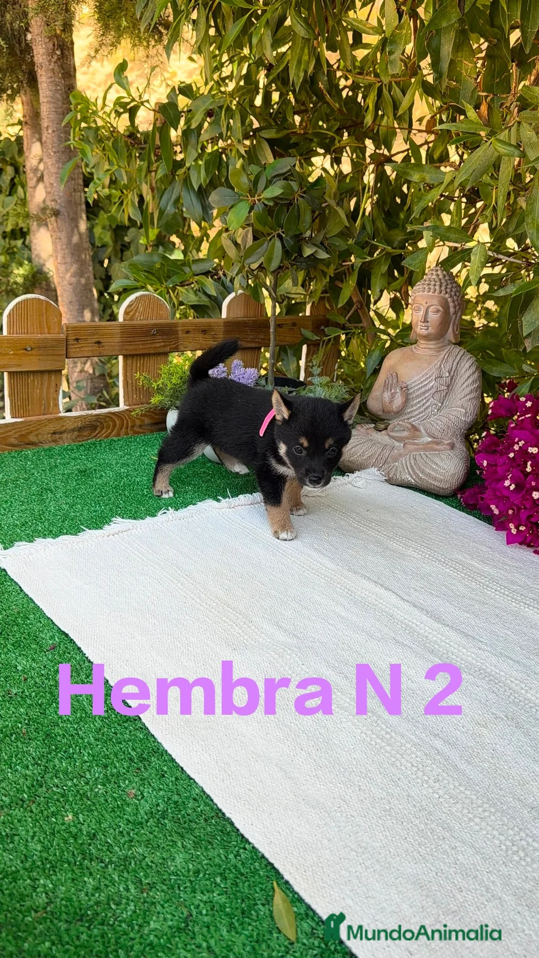 Shiba Inu perros en venta: Shiba Inu rojos y negros preciosos  - Anuncio 2