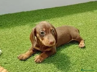 Teckel perros Teckel - Anuncio 1