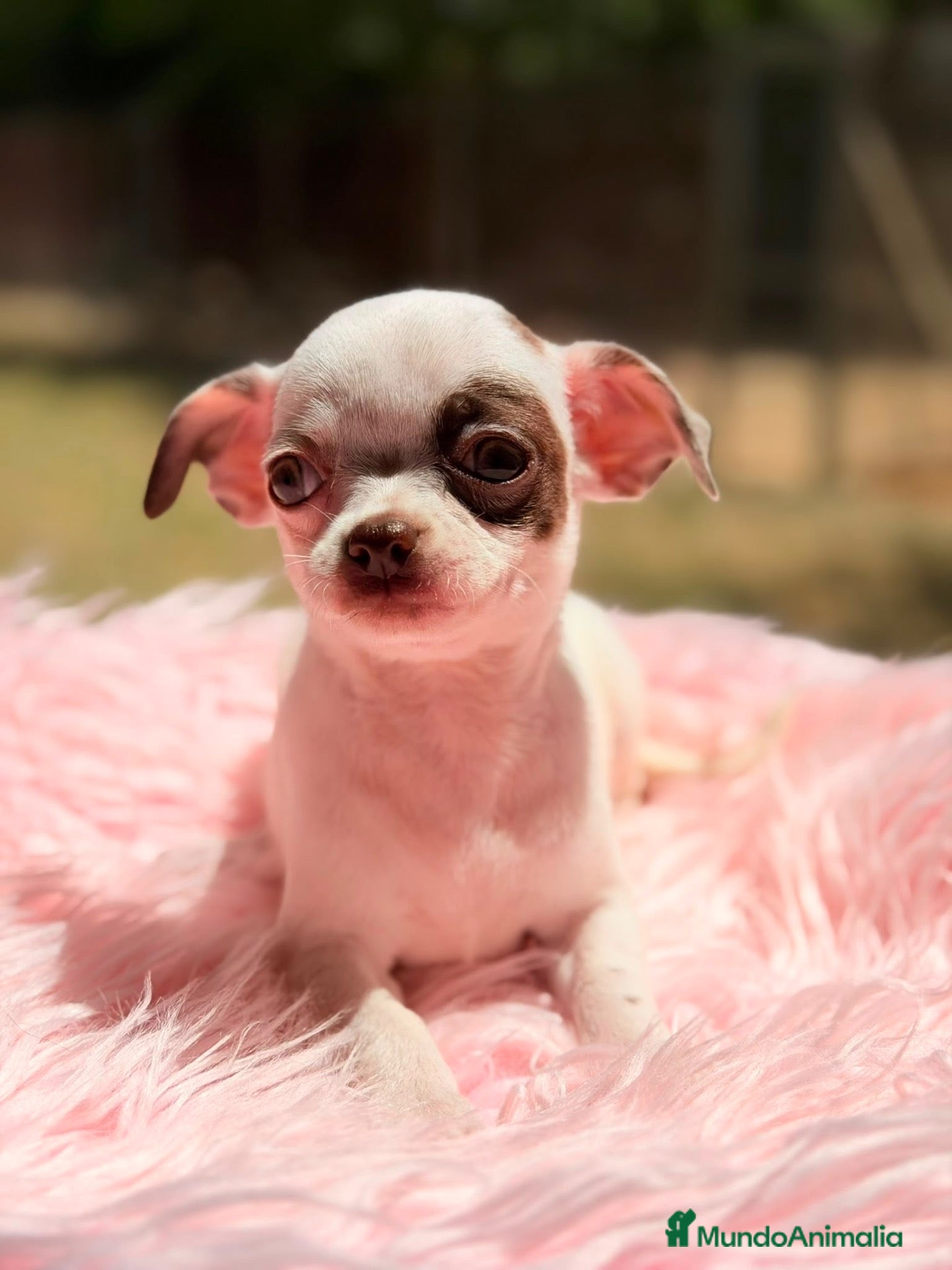 Chihuahua perros Chihuahua hembra🐾 - Anuncio 2