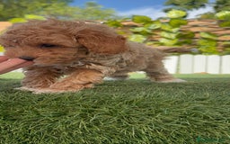 Caniche Toy perros en venta: CANICHE TOY MACHO - Imagen 25