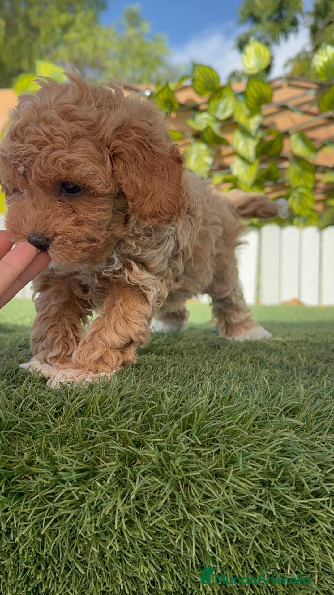 Caniche Toy perros en venta: CANICHE TOY MACHO - Imagen 25