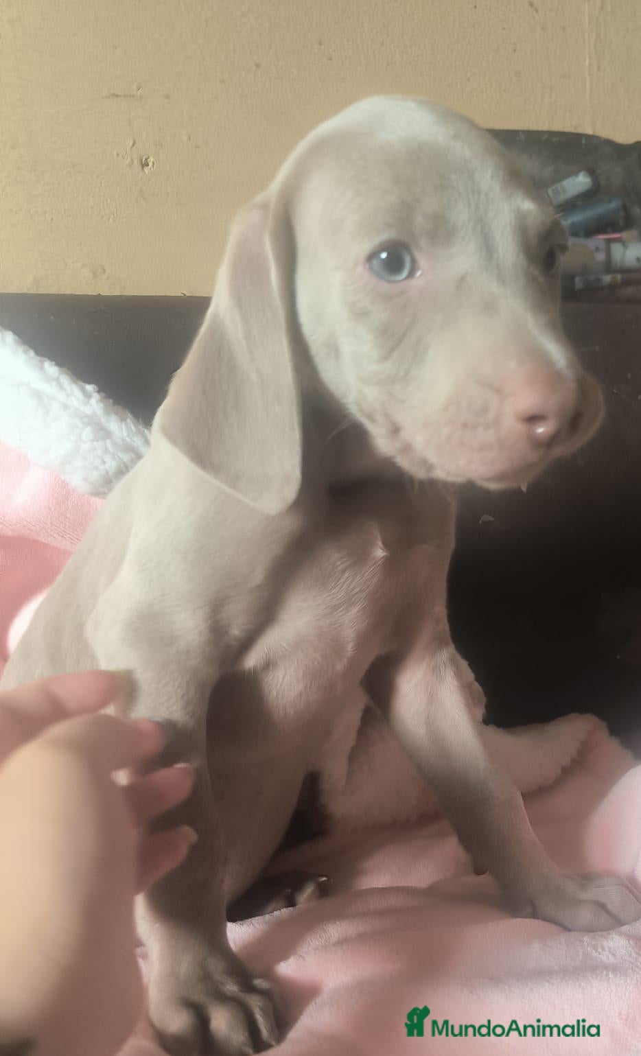 Weimaraner perros Braco de weimar  - Anuncio 2