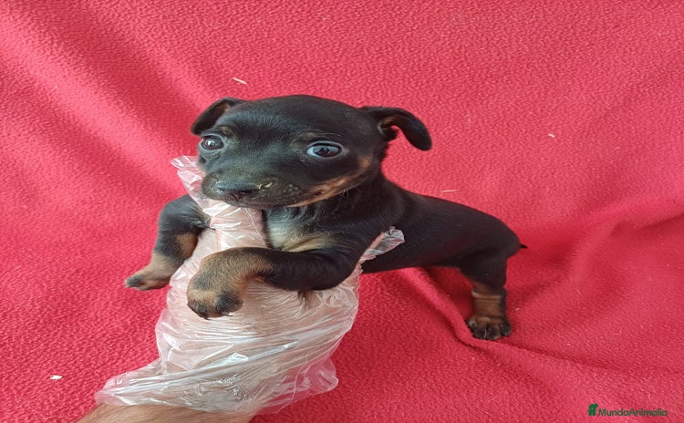 Pinscher Miniatura perros - Propaganda 1