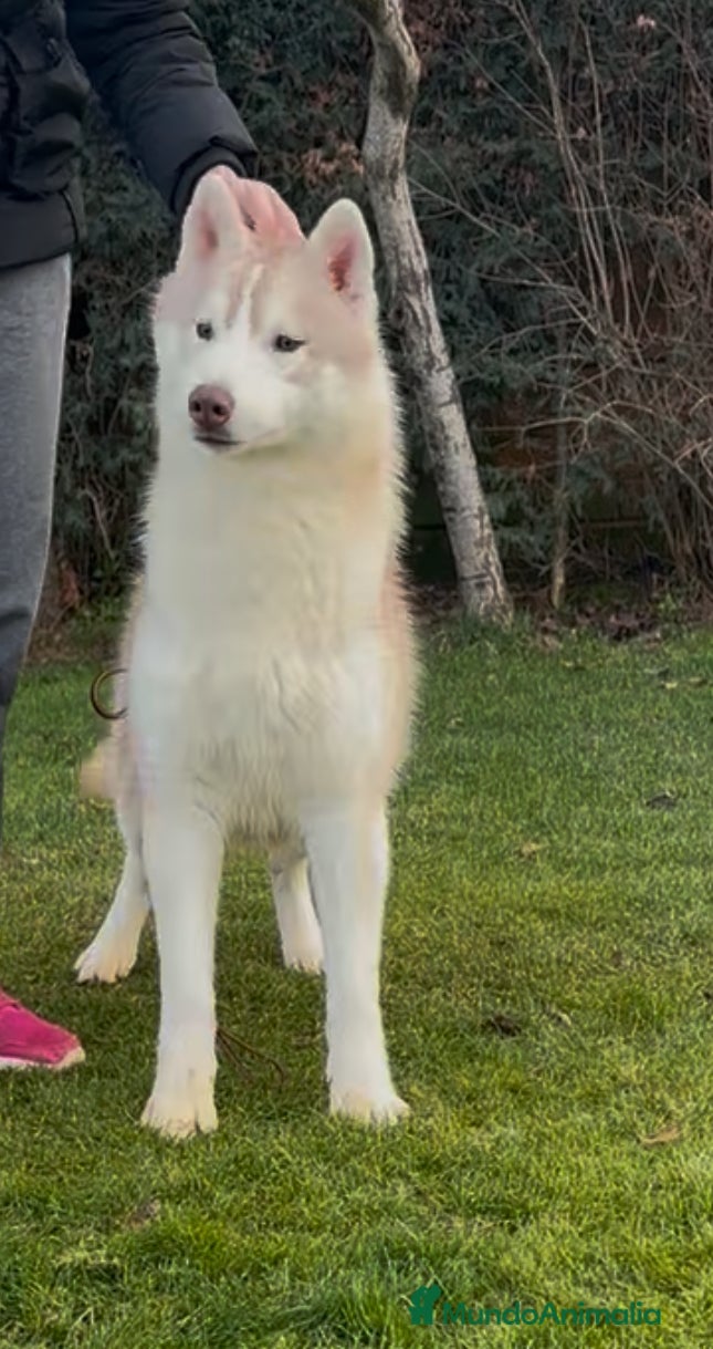 Husky Siberiano perros Joven de siberian husky en Salamanca - Anuncio 2