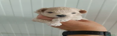 Maltipoo 1