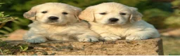 Golden Retriever perros en venta: Golden retriever  - Anuncio 4