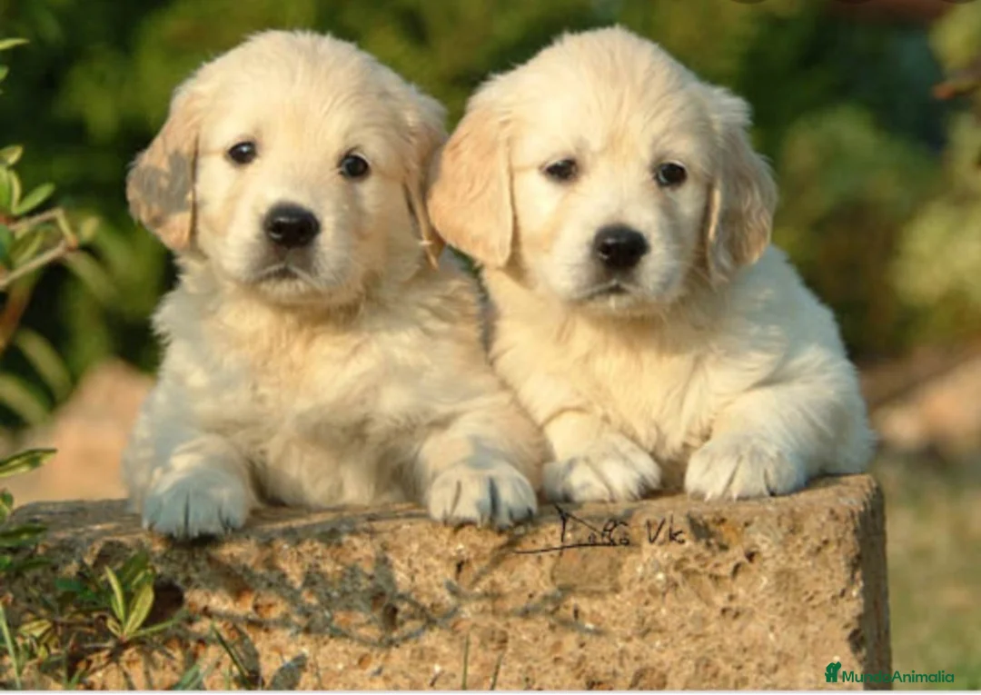 Golden Retriever perros en venta: Golden retriever  - Anuncio 4