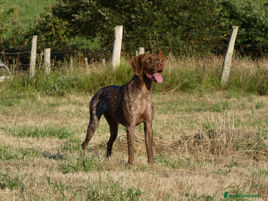 Braco Francés tipo Pirineos Talla Pequeña perros en venta: RESERVA DE CAMADA "F" DE BRACO BRANCÉS - Imagen 5