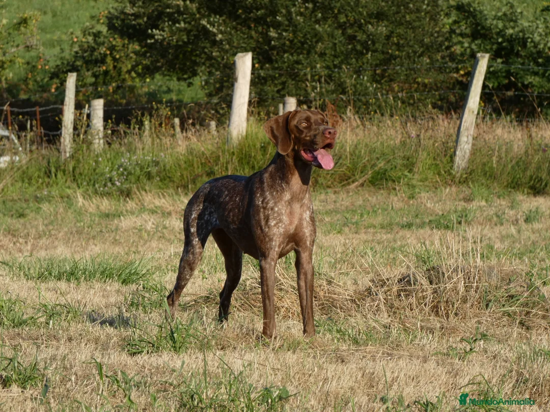 Braco Francés tipo Pirineos Talla Pequeña perros en venta: RESERVA DE CAMADA "F" DE BRACO BRANCÉS - Anuncio 7