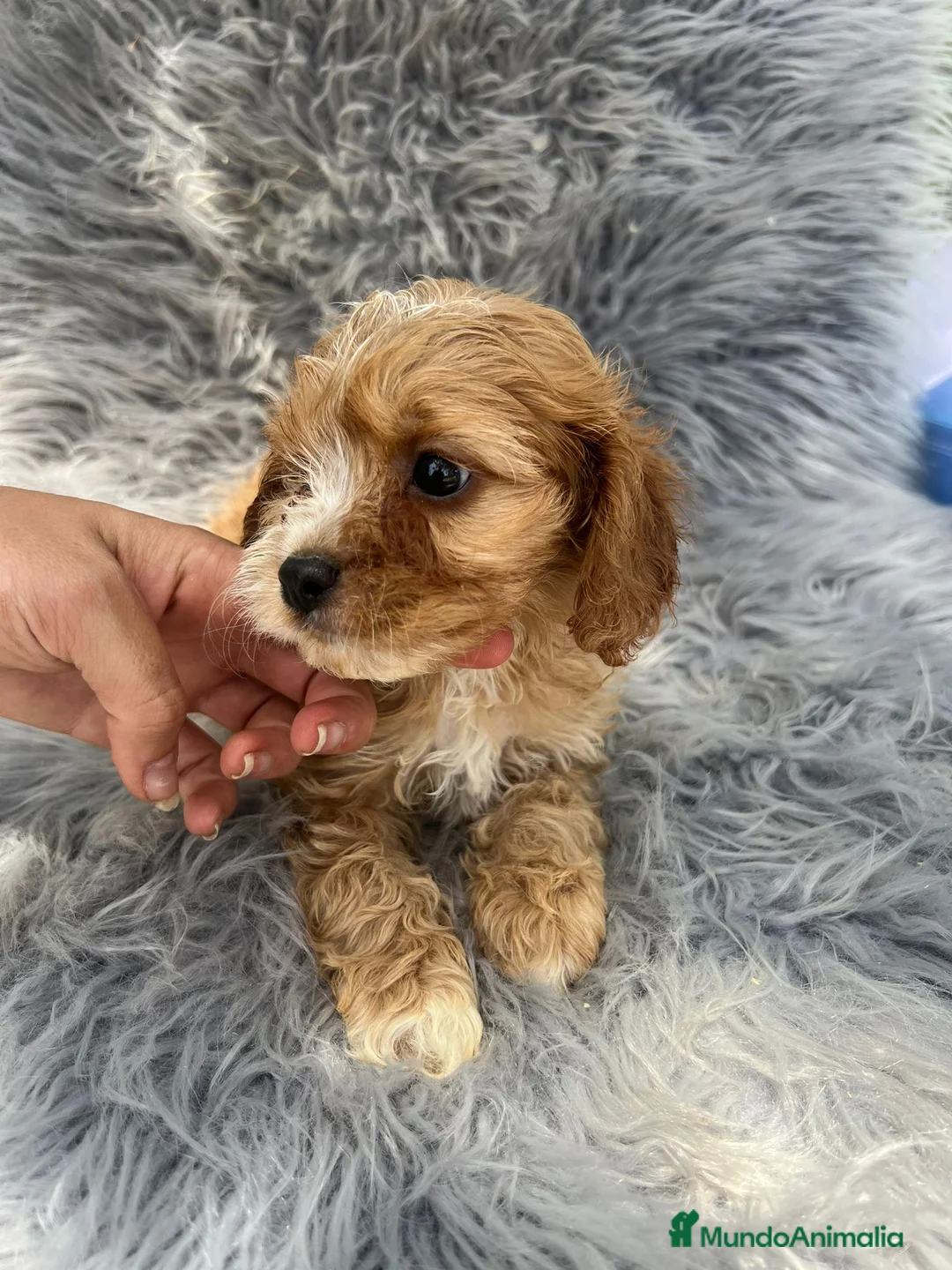 Cavapoo perros en venta: Cavapoo - Anuncio 2