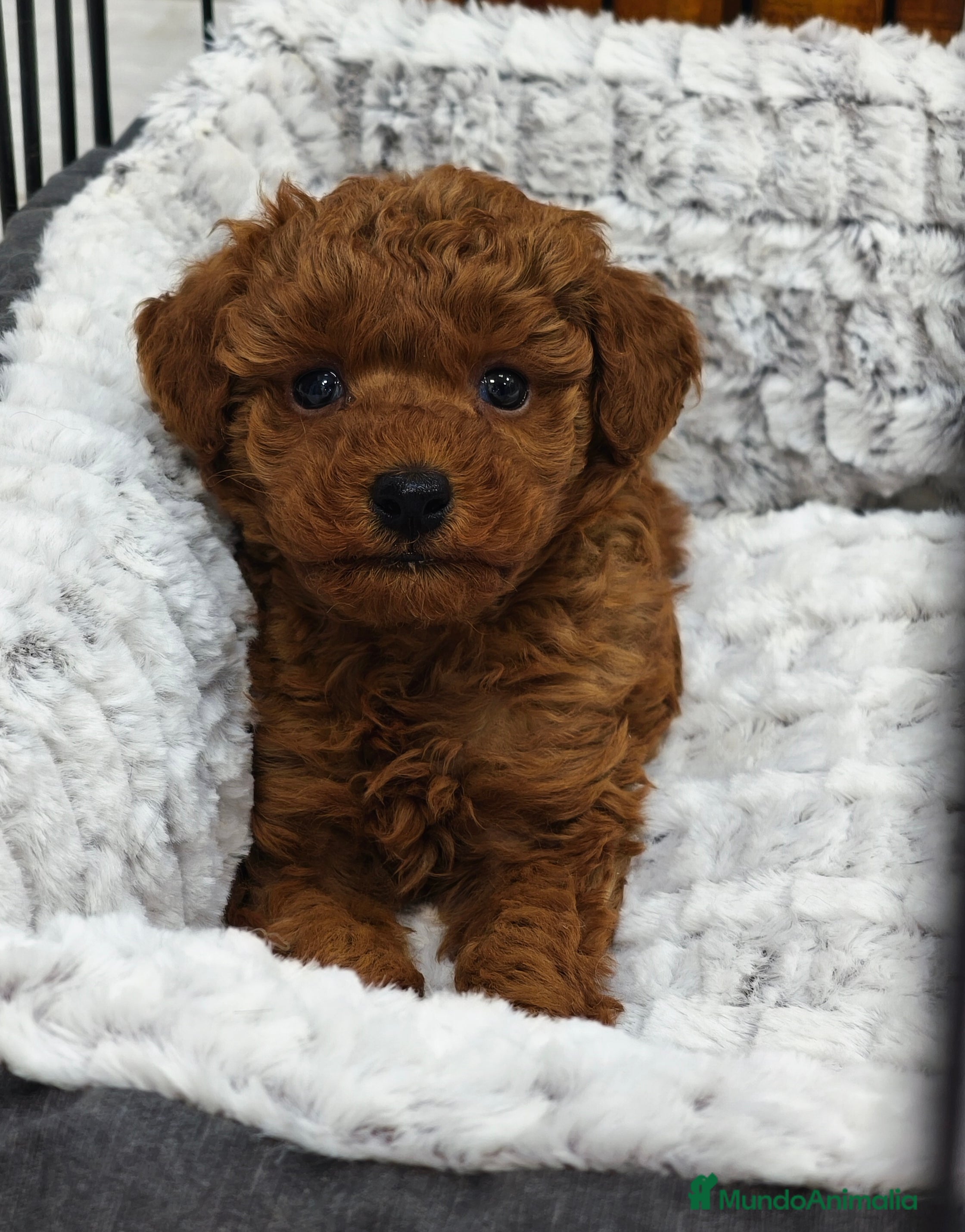 Caniche Toy perros Caniche toy rojo macho - Anuncio 1