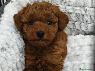 Caniche Toy perros Caniche toy rojo macho - Anuncio 1