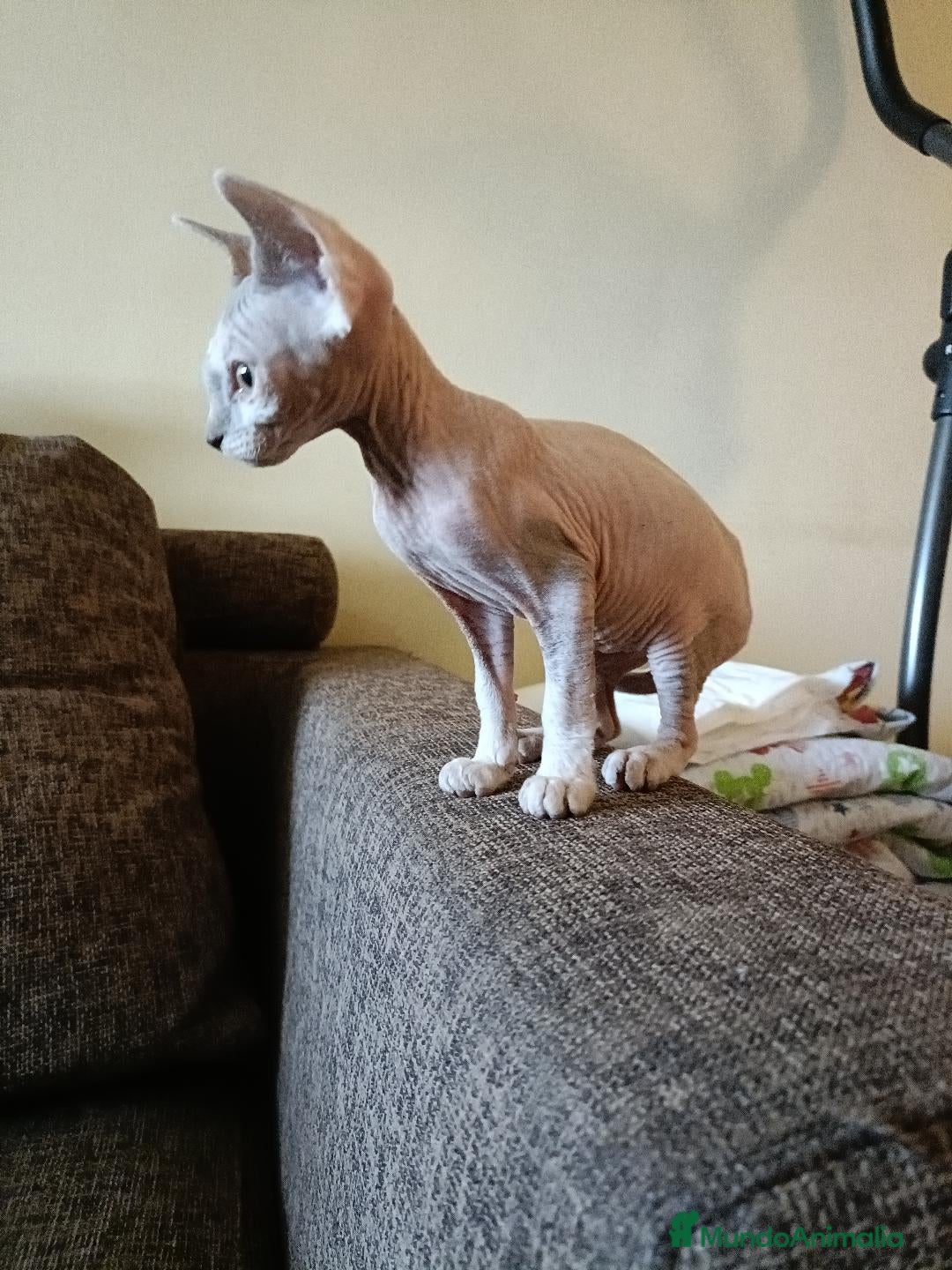 Sphynx gatos Sphynx - Anuncio 1