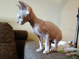 Sphynx gatos Sphynx - Anuncio 2