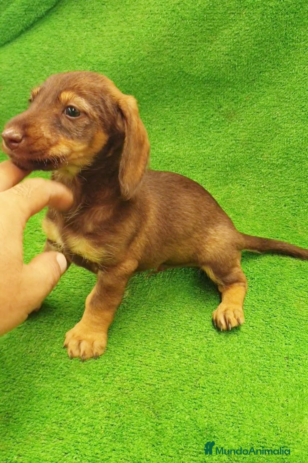 Teckel perros en venta: Cachorros de Teckel - Imagen 3