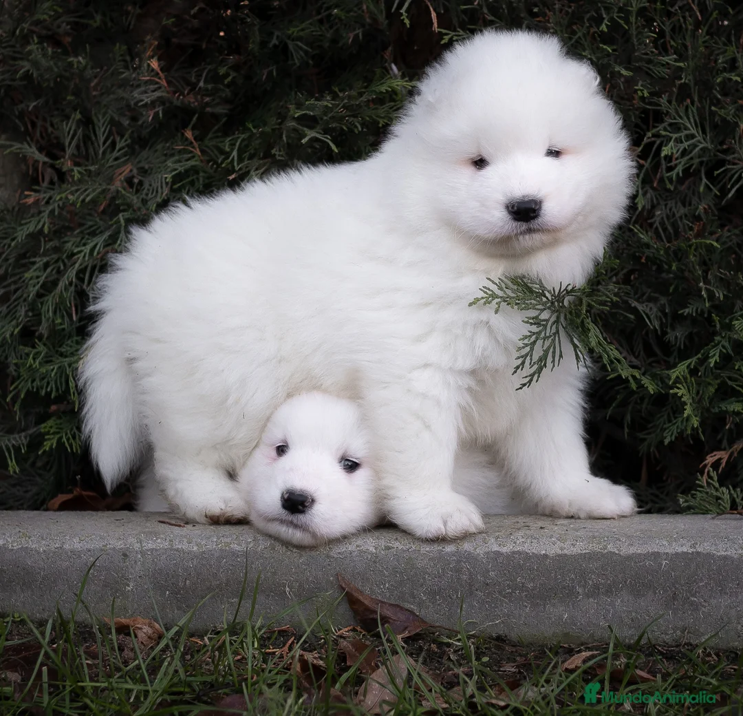 Samoyedo perros en venta: Camada Samoyedo  - Anuncio 2