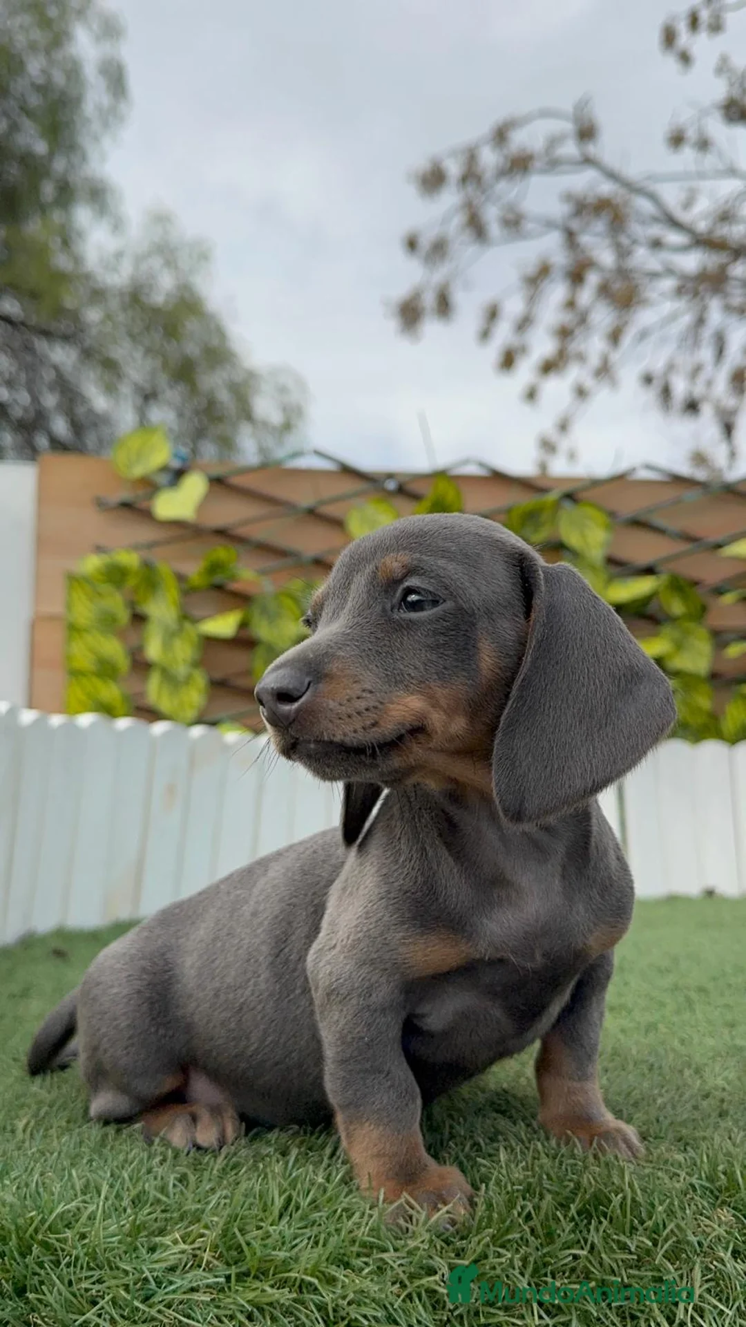 Teckel Miniatura perros en venta: TECKEL MINIATURA HEMBRA - Anuncio 11