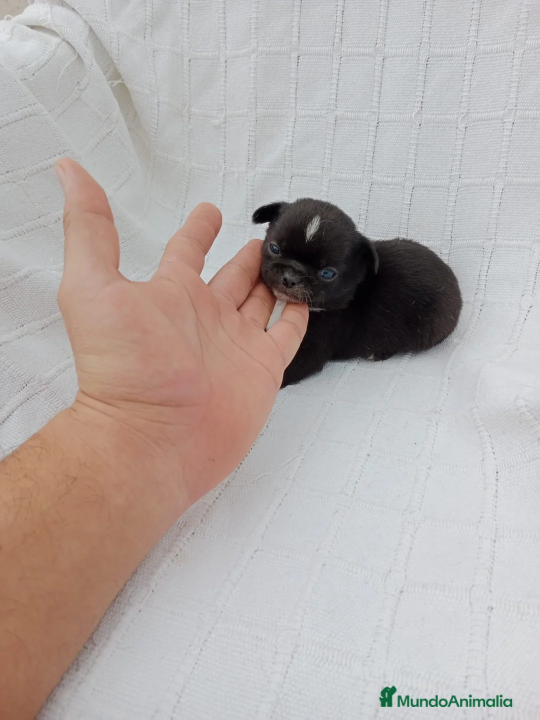 Chihuahua perros en venta: Chihuhua macho negro  - Anuncio 7